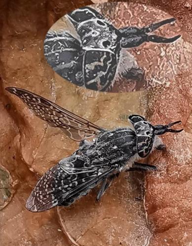 Réf. 334 333 : Haematopota sp.